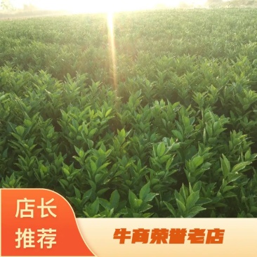 纽荷尔脐橙苗（3年杯苗）有机种植糖份高产量高抗病毒性强