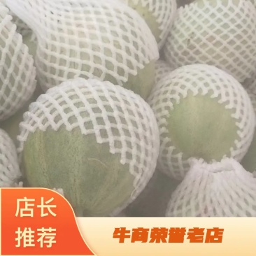 甜瓜青皮花豹博洋六一博洋九