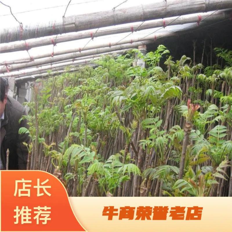 香椿种子正品红油香椿籽精选发芽率高批发零售