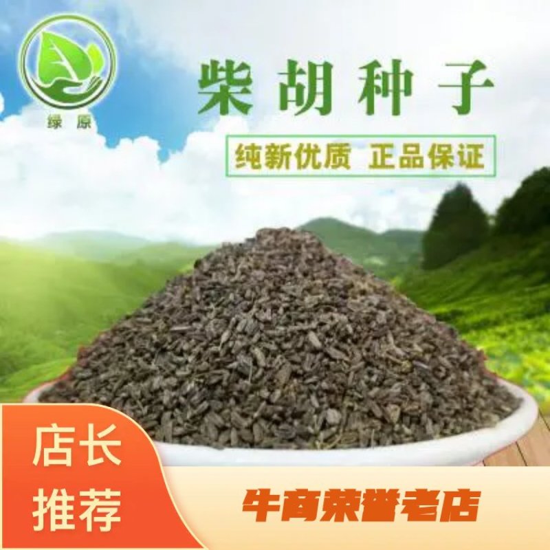 柴胡种子纯新籽90%以上春秋播种耐寒耐旱6斤/亩