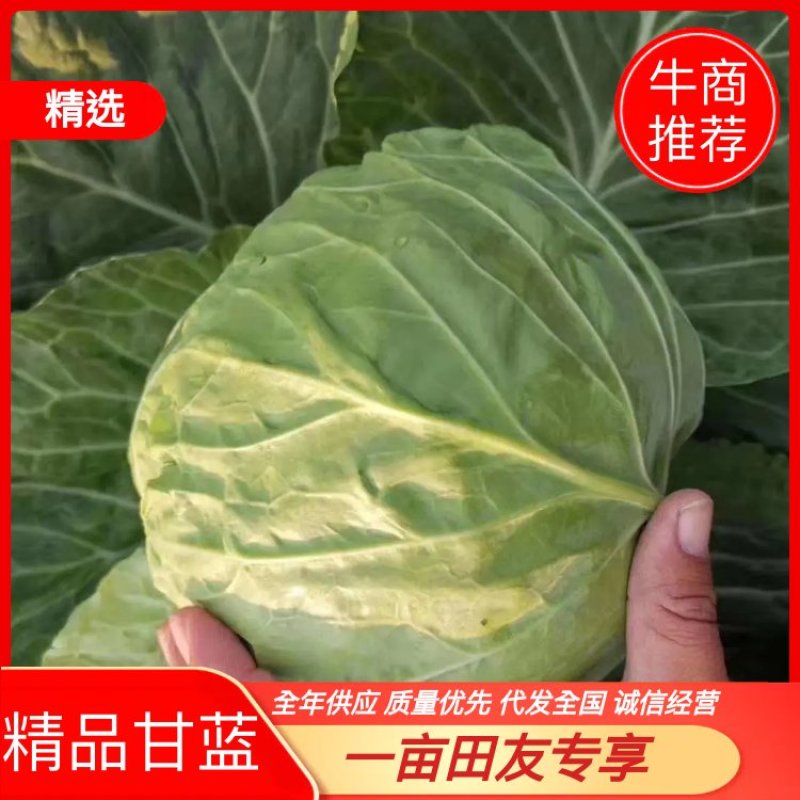河北甘蓝，2斤左右，对接超商，价格优惠，代发全国各地