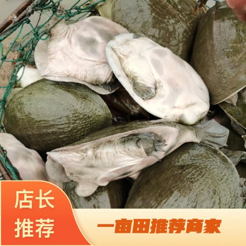 甲鱼苗，中华甲鱼苗各种品种及各规格，质量好成活率高