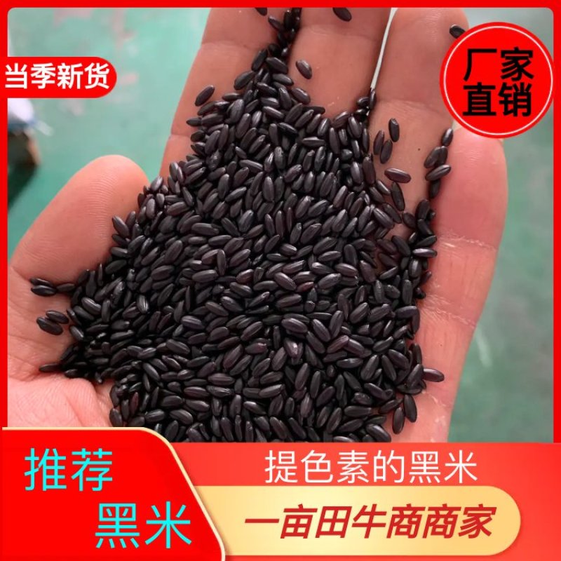河北黑米，常年有货，对接批发量大从优，可发全国欢迎联系