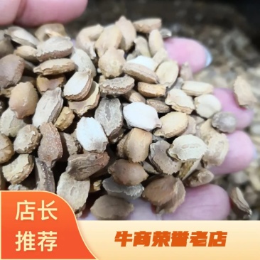 苦瓜籽干货中药材用量大从优欢迎选购