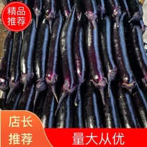 ，四川烧烤茄，黑长茄，墨茄大量上市，供货量2～4万斤。