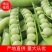 1精品豌豆荚，中豌9号颗粒饱满质量保证产地直供