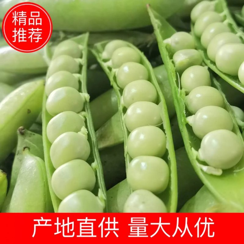 1精品豌豆荚，中豌9号颗粒饱满质量保证产地直供