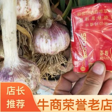 河南中牟紫皮大蒜把子蒜大量供应，保质保量，支持全国发货！