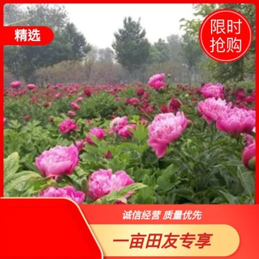 芍药品种观赏芍药租地到期价格优惠，欢迎考察