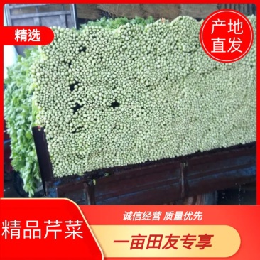 美国文图拉芹菜55cm以上，青脆型，黄白型，西芹，芹菜