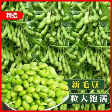 毛豆，18~24克大荚翠绿宝，产地直发，绿宝石毛豆，速抢