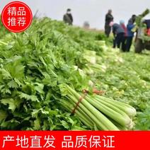 【推荐】江苏徐州精品西芹优质芹菜，新鲜现发大量供应