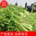 【推荐】江苏徐州精品西芹优质芹菜，新鲜现发大量供应