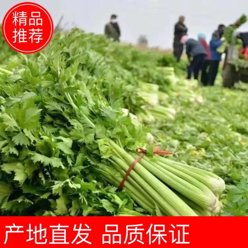 【推荐】江苏徐州精品西芹优质芹菜，新鲜现发大量供应