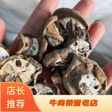 预知子八月扎浙江干货选货量大从优