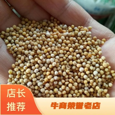 白芥子四川干货辛辣味正宗量大从优欢迎选购
