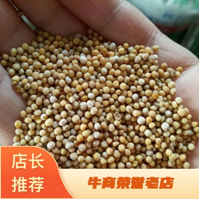 白芥子四川干货辛辣味正宗量大从优欢迎选购