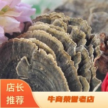 云芝干净新货干货量大从优常年经营各种中药材