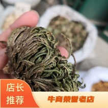 卷柏纯自然生长选货量大从优欢迎选购