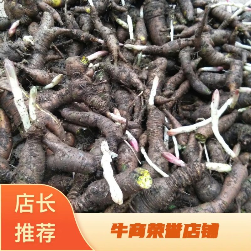 红大戟，野生红芽大戟，基地直销可做商品用药，也可做种苗种