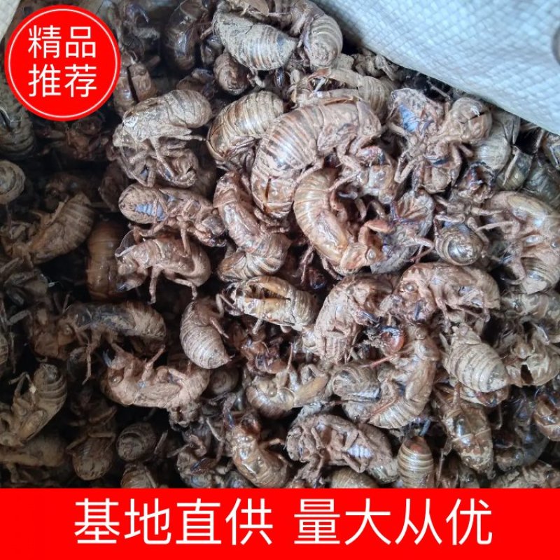 蝉蜕，大山当地自产自销含量达标大家好，我来自陕西省咸阳市