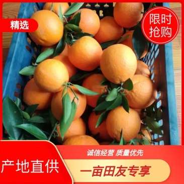 伦晚脐橙产地直供质量保证，欢迎老板联系看货量大从优