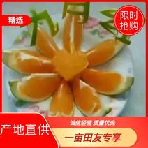 九月红脐橙65~70mm，产地供货，品质保证