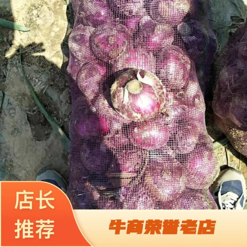 80以上大红二红紫红洋葱上市质量好价格低量大