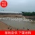 【老鸭】下蛋老鸭，货源充足，对接鸭苗厂、孵化场