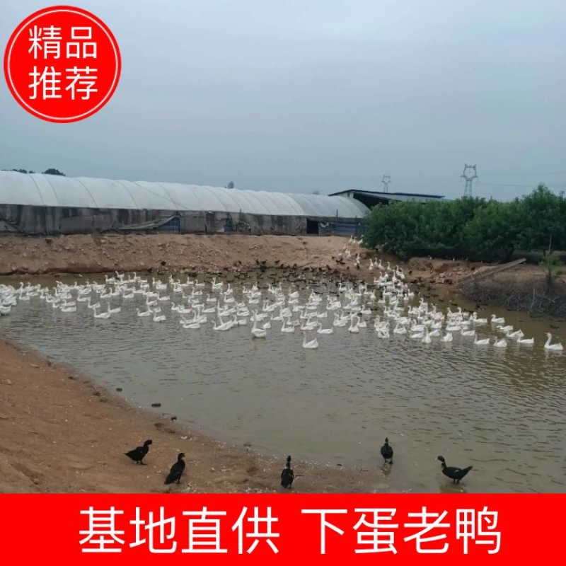 【老鸭】下蛋老鸭，货源充足，对接鸭苗厂、孵化场