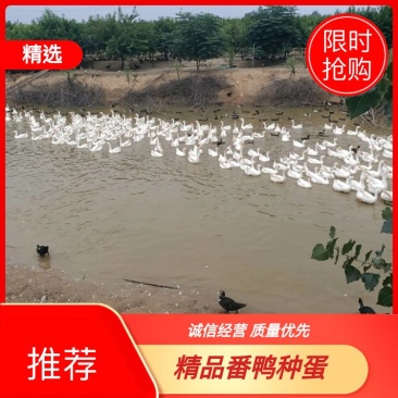 【鸭蛋】番鸭种蛋受精种蛋长期供应大量批发