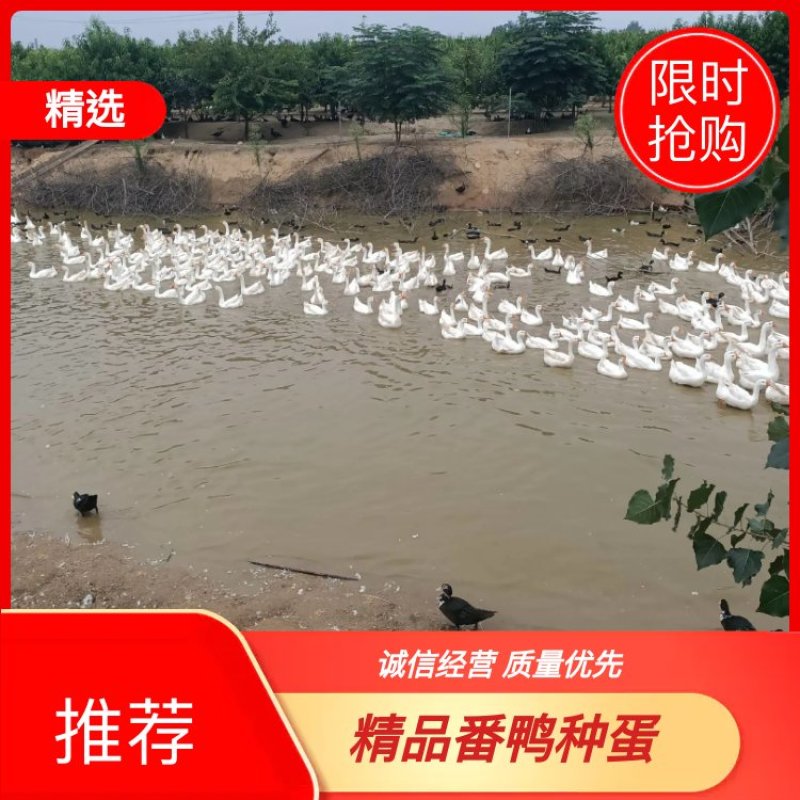 【鸭蛋】番鸭种蛋受精种蛋长期供应大量批发