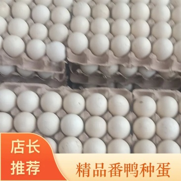 【鸭蛋】番鸭蛋种蛋孵化鸭蛋厂家供应批发