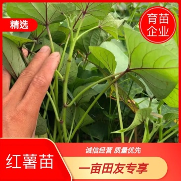 西瓜红苗济薯26脱毒苗品质高基地考察