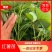西瓜红苗济薯26脱毒苗品质高基地考察