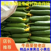 【寿光专业代办合作社】水果黄瓜，小黄瓜，大多数人的选择！