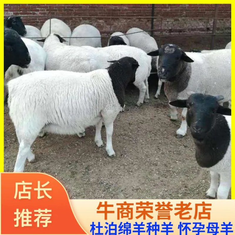 黑头杜泊绵羊种羊怀孕母羊全国发货长势快，产仔率高