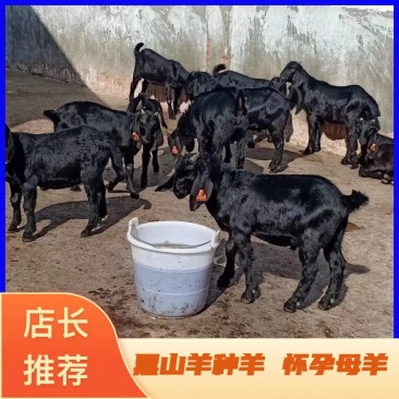 黑山羊种羊怀孕母羊全国发货包教技术长势快,产仔率高