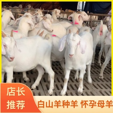 白山羊种羊怀孕母羊批发销售全国发货免费运输