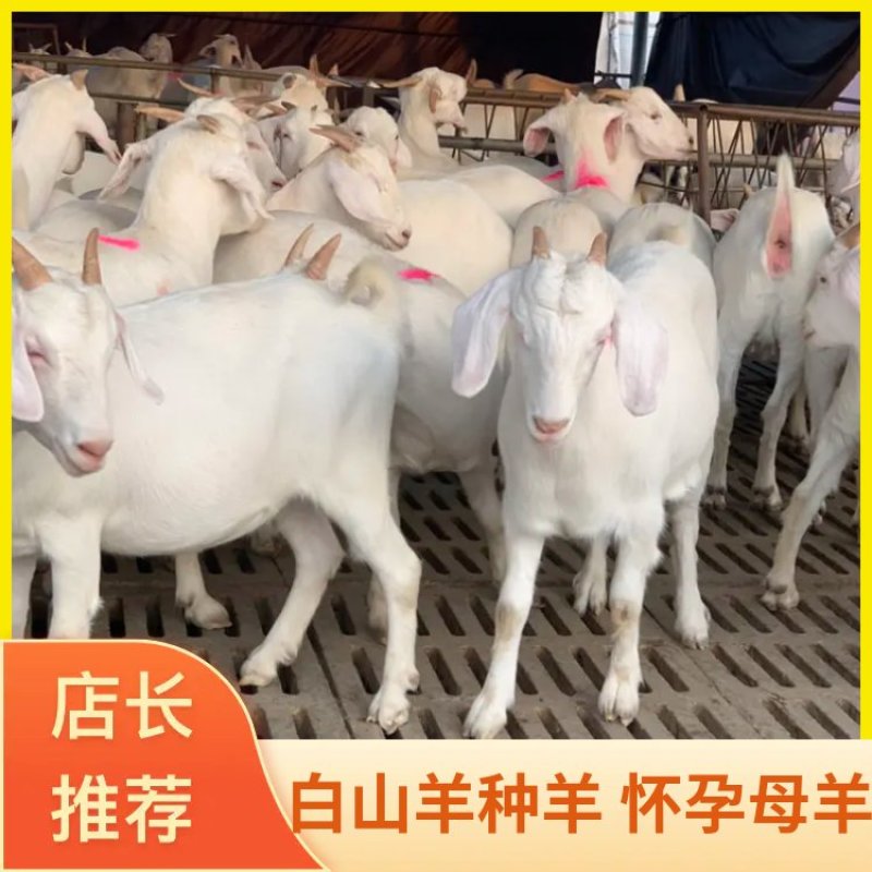 白山羊种羊怀孕母羊批发销售全国发货免费运输