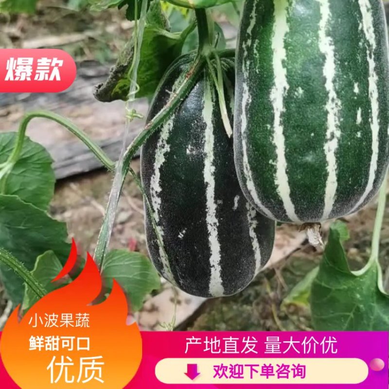 博洋九号博洋甜瓜大量有货产地直发量大价优欢迎产地看货！