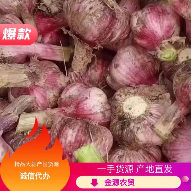 紫皮蒜优选鲜，产地现挖蒜香蒜香辣味浓瓣粒饱满外观漂亮