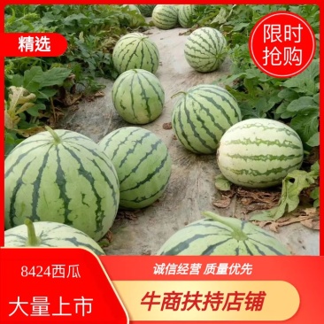 8424西瓜6斤打底8成熟1茬好吃价优欢迎咨询