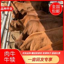 出售肉牛犊，批发各种品种，改良育肥牛犊，牛犊种苗全国
