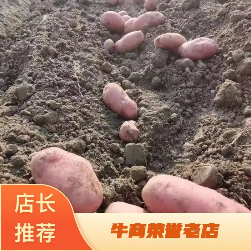 马铃薯云南土豆、青薯9号基地直供，欢迎各地客商咨询订购。