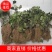 细辛，大巴山野生华细辛干货，适合家庭调味，农家乐