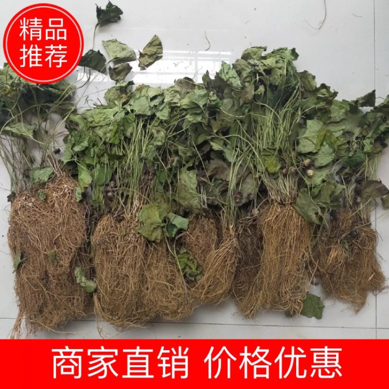 细辛，大巴山野生华细辛干货，适合家庭调味，农家乐