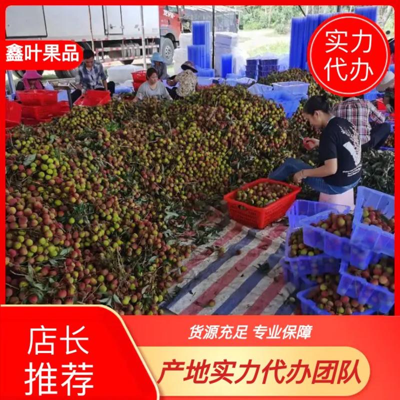 广东荔枝妃子笑产地直供对接超市与批发市场代办产地大量供应
