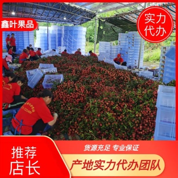 广东荔枝玉荷包品牌供应链代办代发产地直供大量上市
