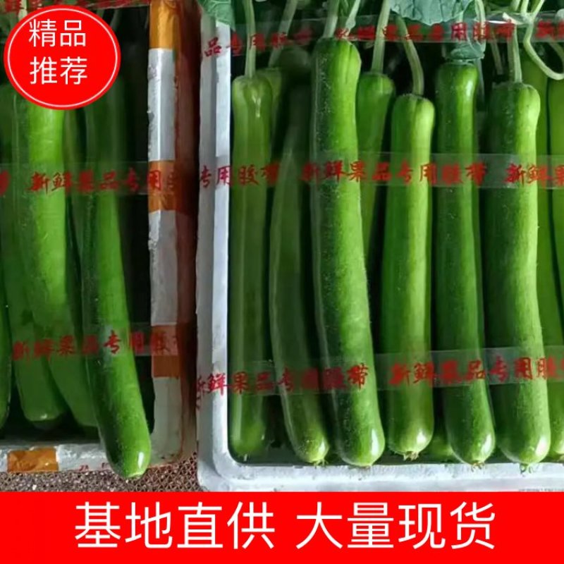 【推荐】瓠瓜精品吊卜大量上市保质保量欢迎选购